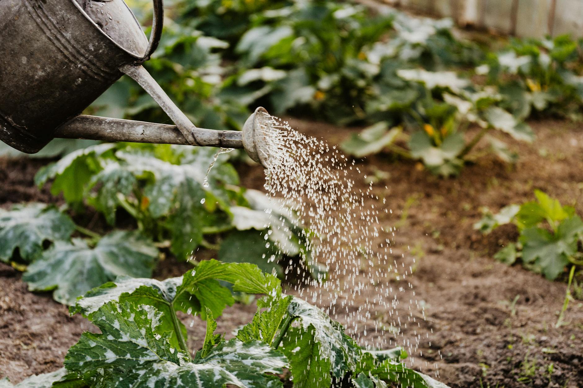 Arrosage automatique de jardin avec récupérateur d'eau de pluie